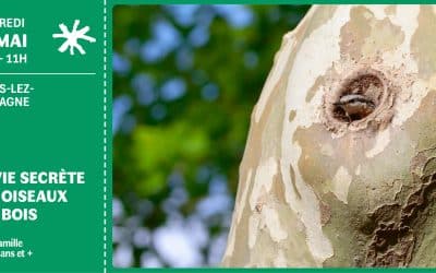 Animation nature en forêt domaniale de Flines : à la découverte des oiseaux des bois