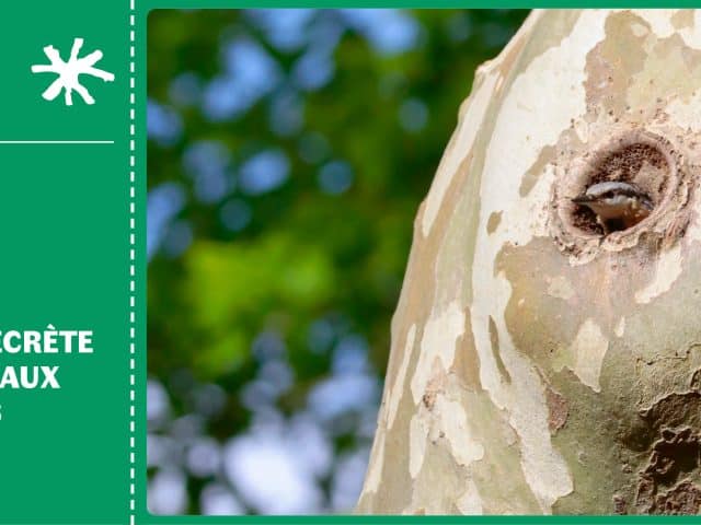 Animation nature en forêt domaniale de Flines : à la découverte des oiseaux des bois