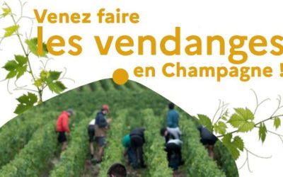 Recrutement pour les vendanges en Champagne